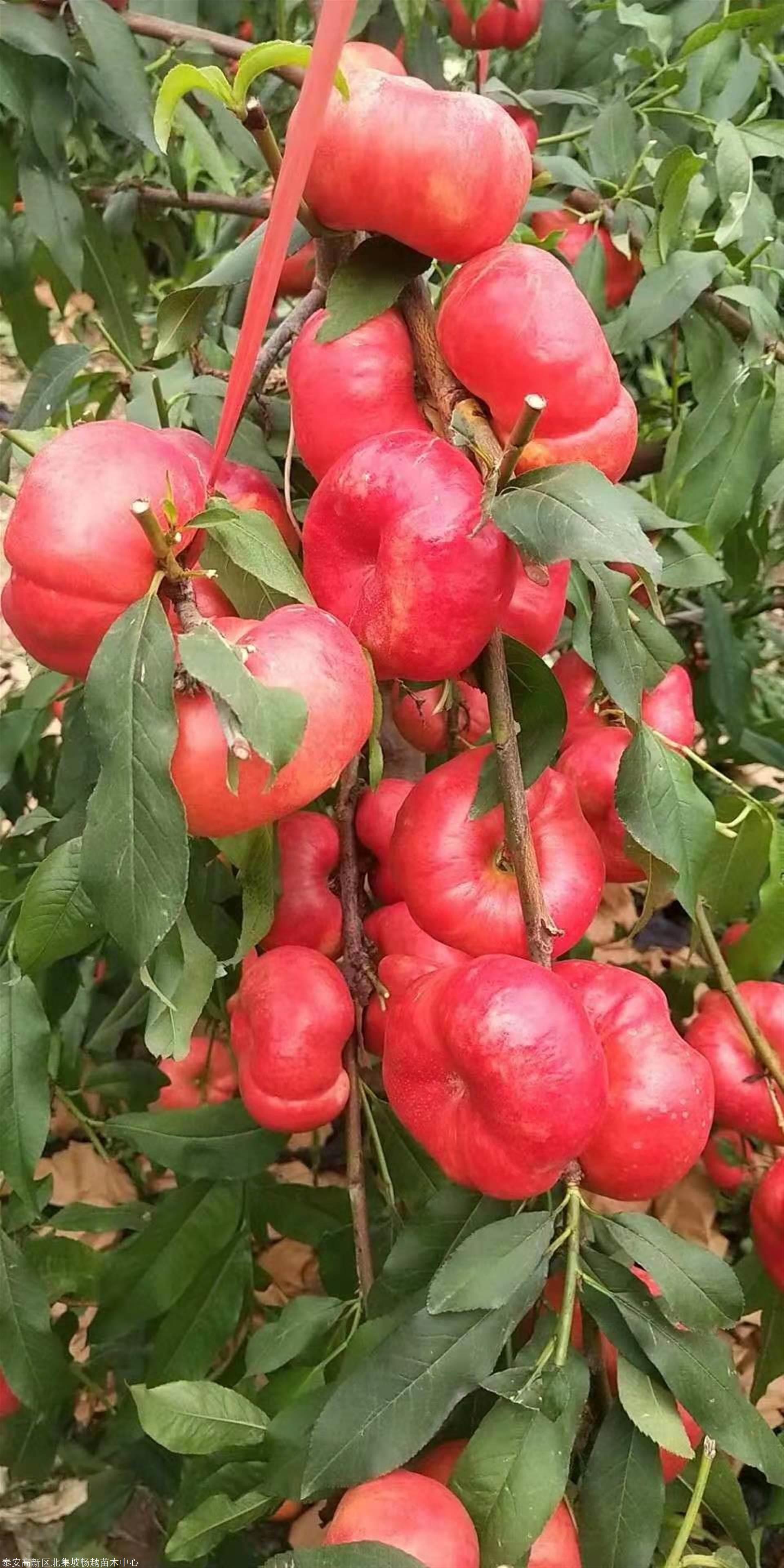 金霞早油蟠桃树苗金霞早油蟠桃树苗报价