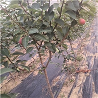 2公分 3公分红梨树苗价格