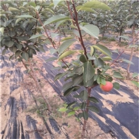 全红梨树苗基地