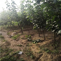 夏玉梨梨树苗多少钱一棵