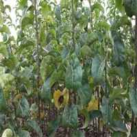 泰安秋月梨树苗基地