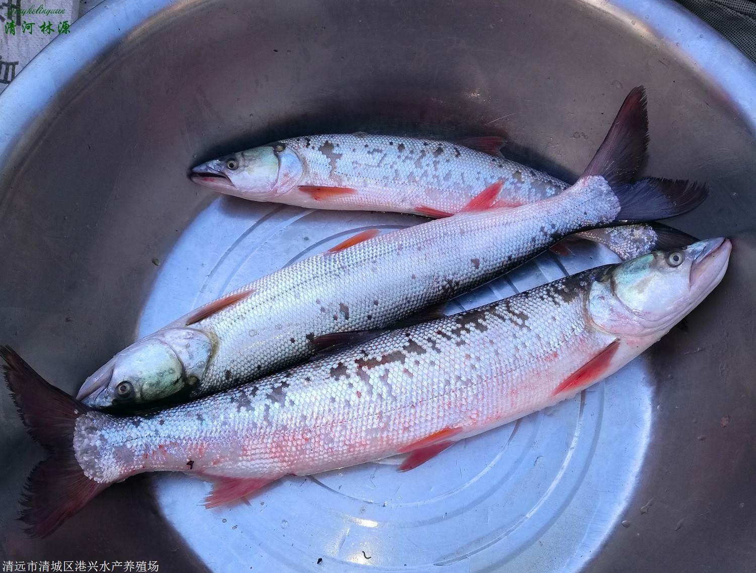 吉林松原市 鱤魚苗 大口鱤種苗大量批發