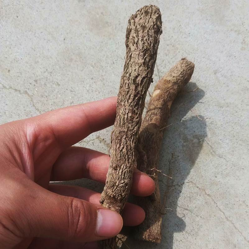 河南泡桐种根批发泡桐根泡桐树根