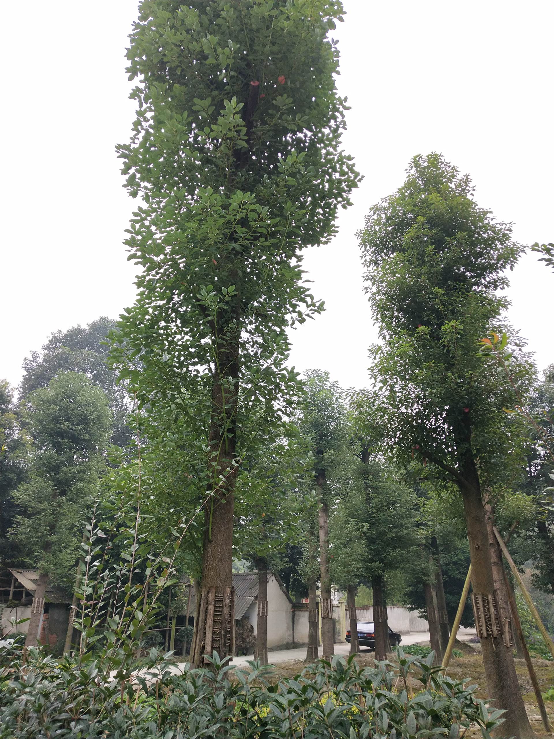 绿化苗木批发基地供应20公分香樟