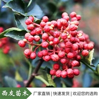 河南花椒苗批发花椒树苗价格