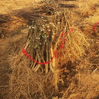 花椒苗大红袍花椒狮子头河南花椒树