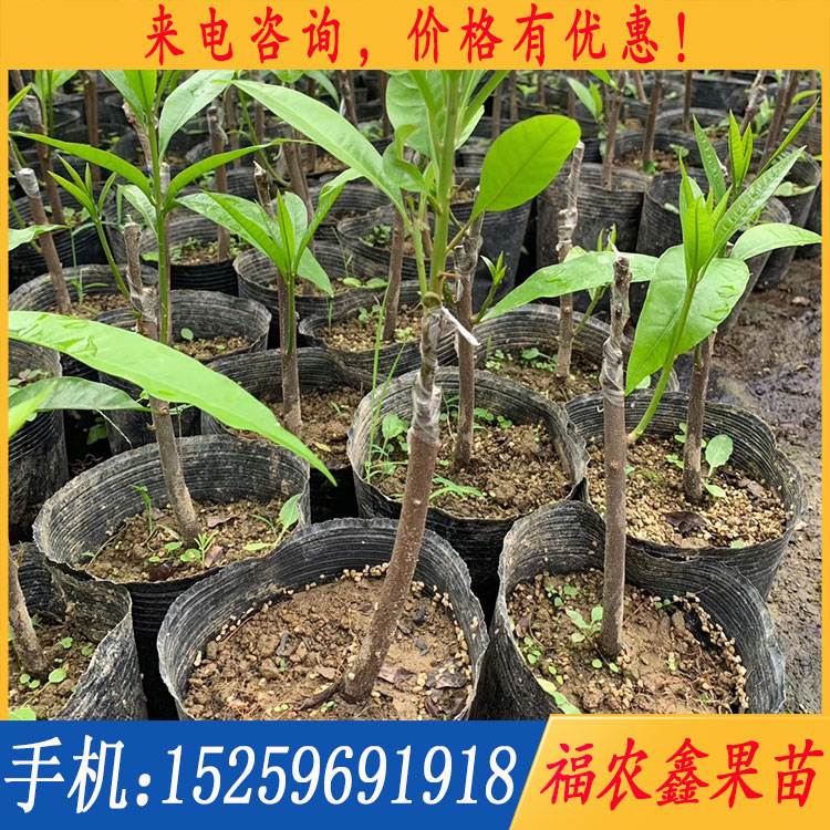 泰国三红蜜柚苗