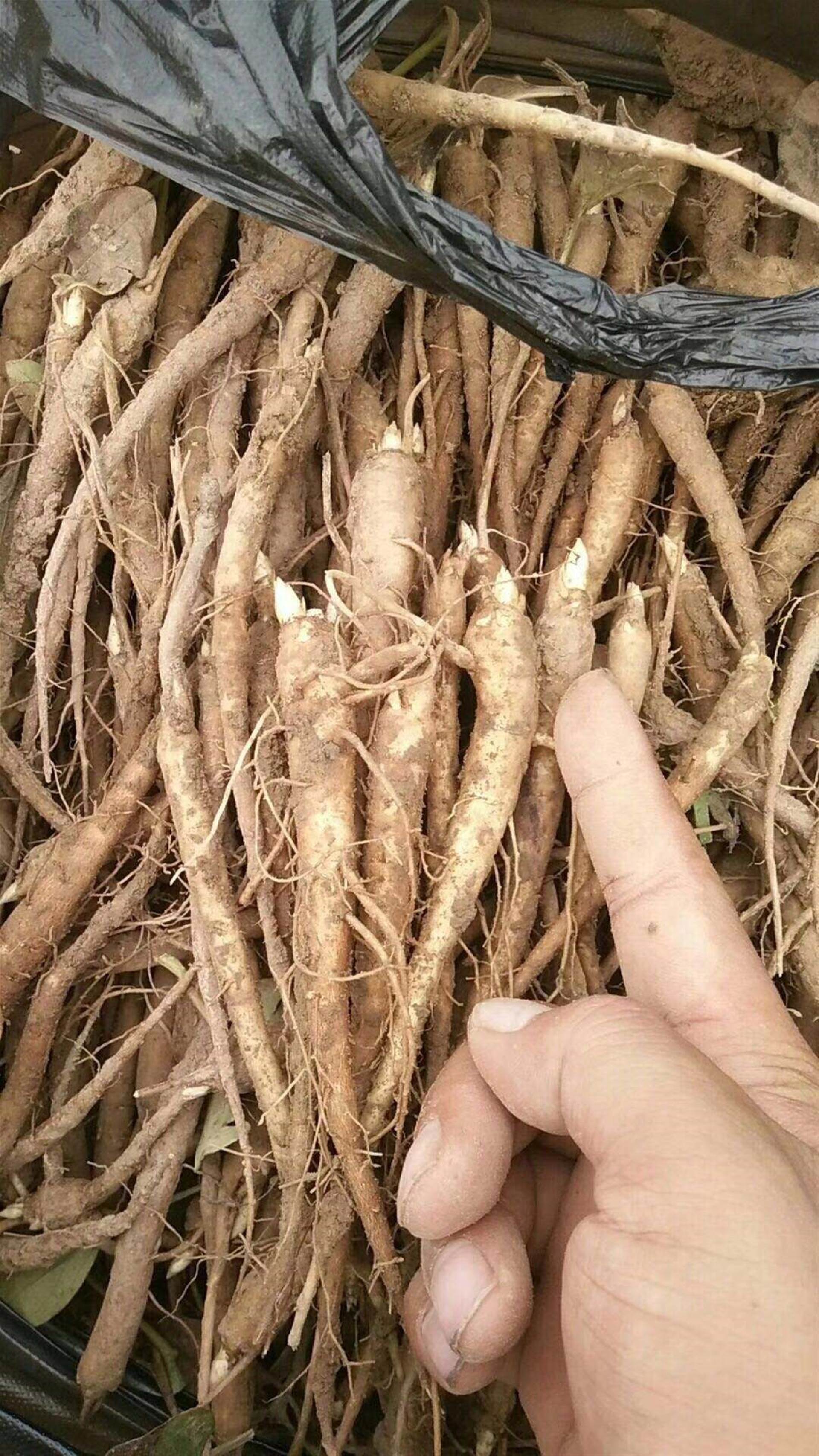 芍药苗种植成活率95以上