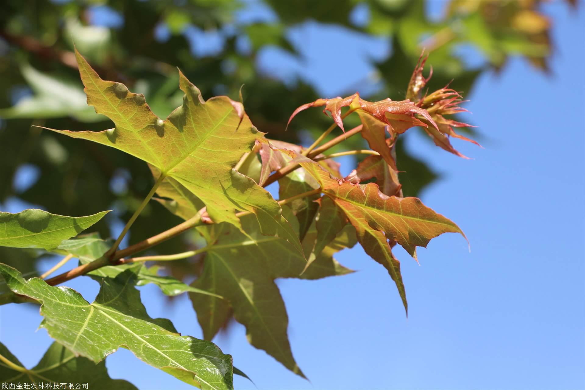 元宝枫树苗元宝枫油需要元宝枫批发的用户看过来