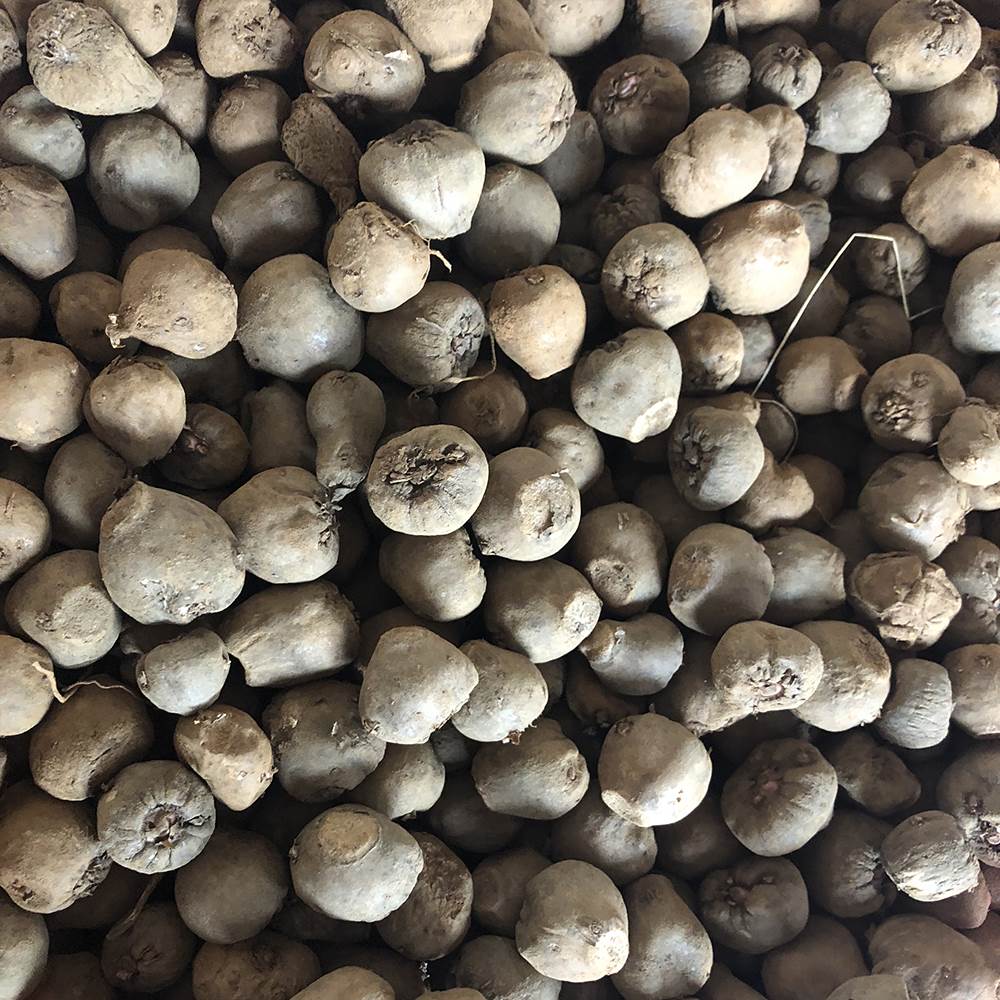 求购魔芋种子曲靖魔芋种子批发价格魔芋种子批发价格