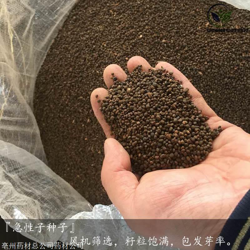 急性子种植技术要点急性子种子的种植技术