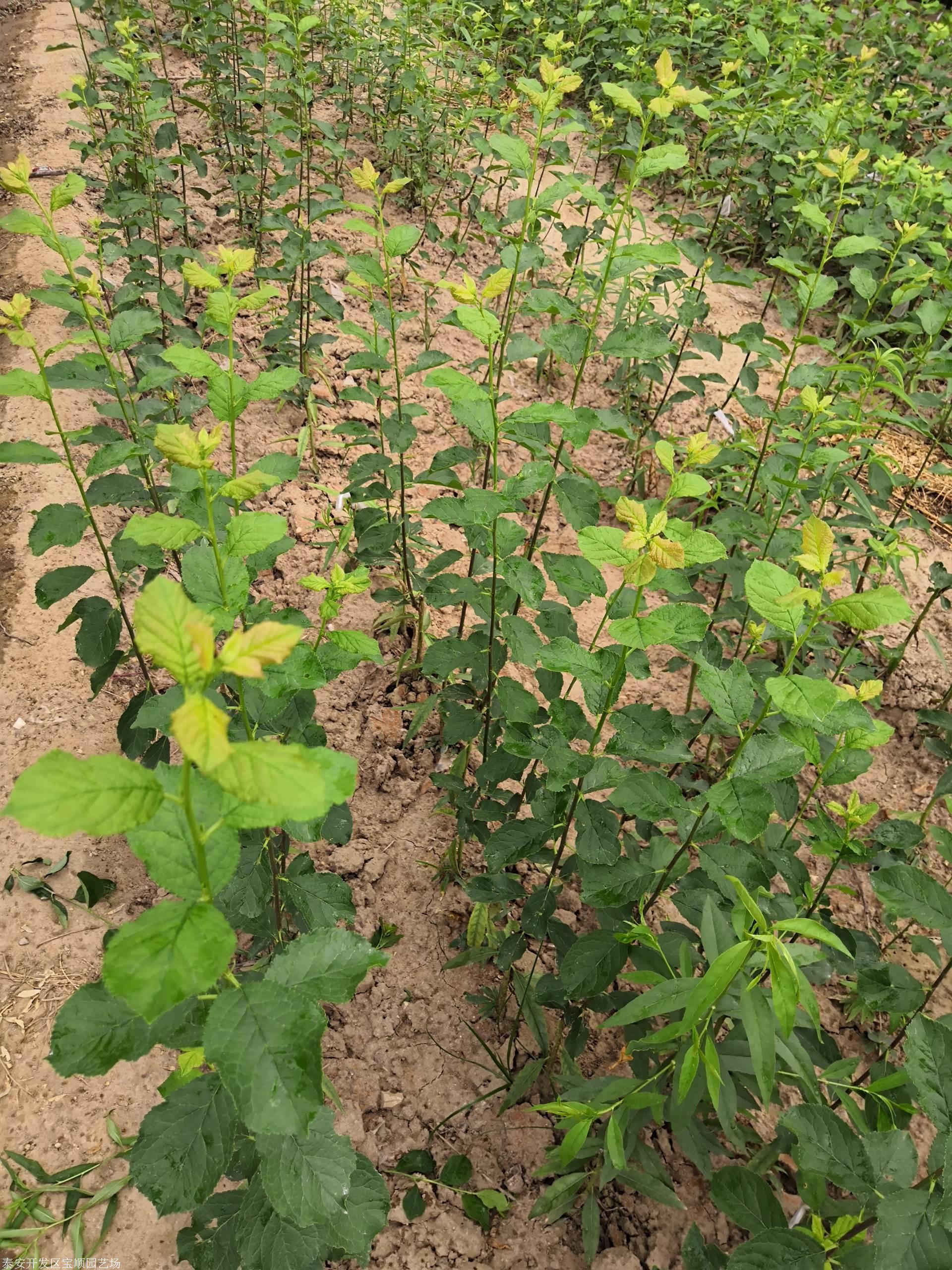 2年西梅苗多少錢新品種李子苗種植幾年結果