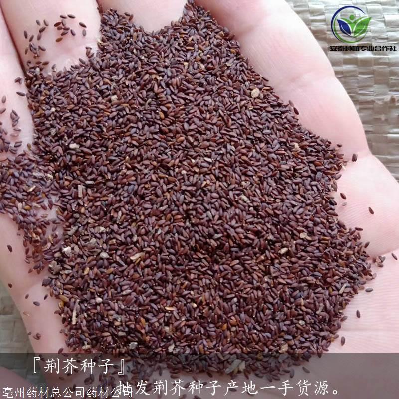 哪里有卖荆芥的种子荆芥种子哪里能买到