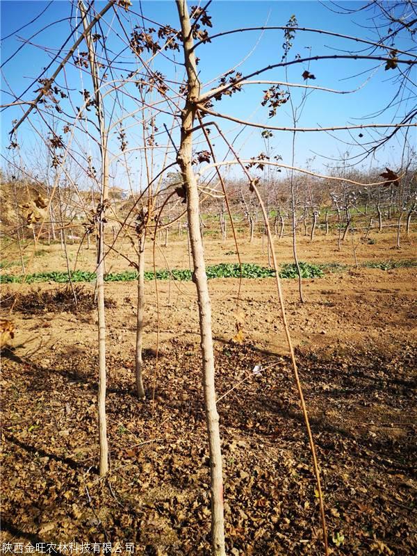 元宝枫幼苗元宝枫大苗金旺苗木基地各种规格量大从优