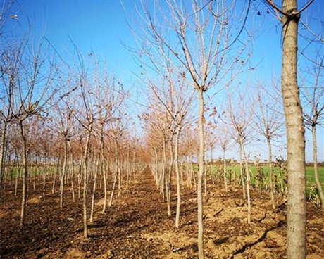 丛生元宝枫元宝枫幼苗金旺元宝枫基地直销专车接送看苗