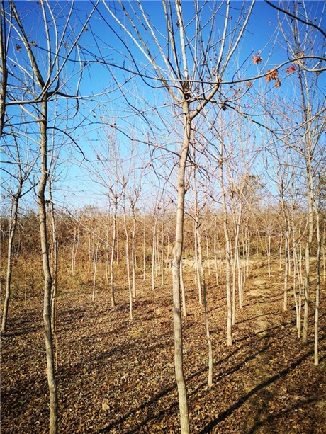 元宝枫幼苗元宝枫大树元宝枫籽油金旺基地支持送货欢迎订购