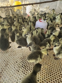 狮头鹅价格批发养殖鹅肉多少钱