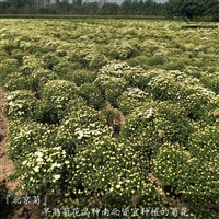 正宗北京菊苗早熟菊