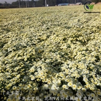 北京菊苗的种植方法