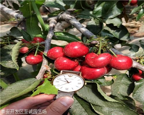 宾莹樱桃树苗宾莹樱桃树苗价格