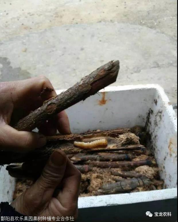 神奇的斗米虫--斗米虫如何人工养殖,江西斗米虫