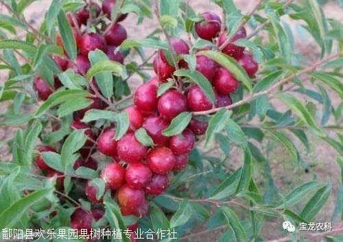 高钙果综合经济价值和种植前景