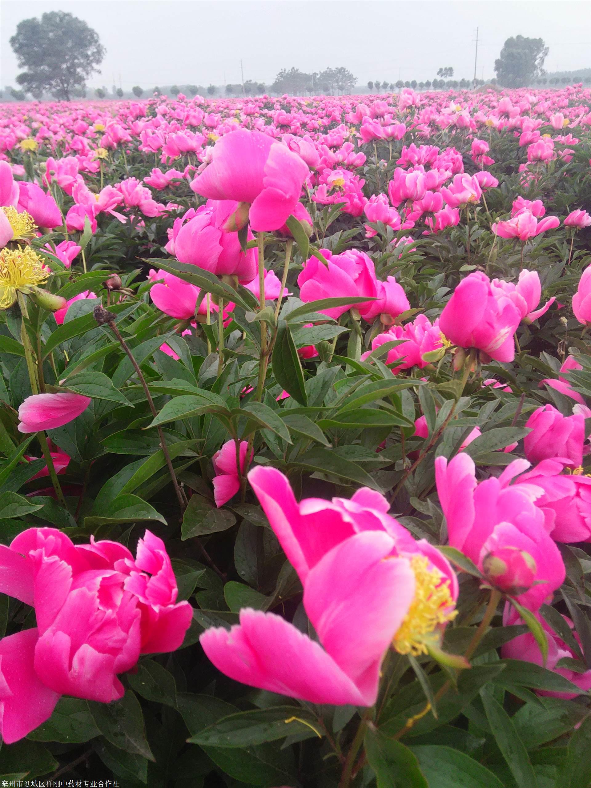 精選白芍芽哪裡購買 價格多少圖片_高清圖-亳州市譙城區祥剛中藥材