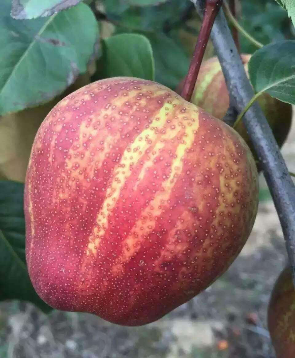 早酥红梨苗哪里有,早酥红梨苗价格