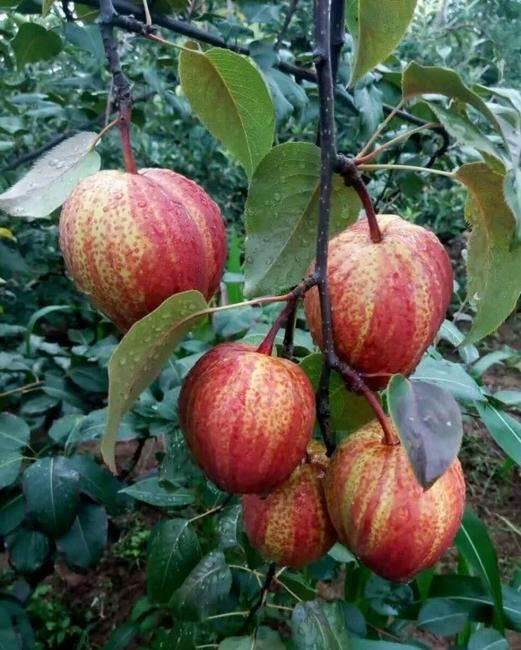 早酥红梨苗品种介绍