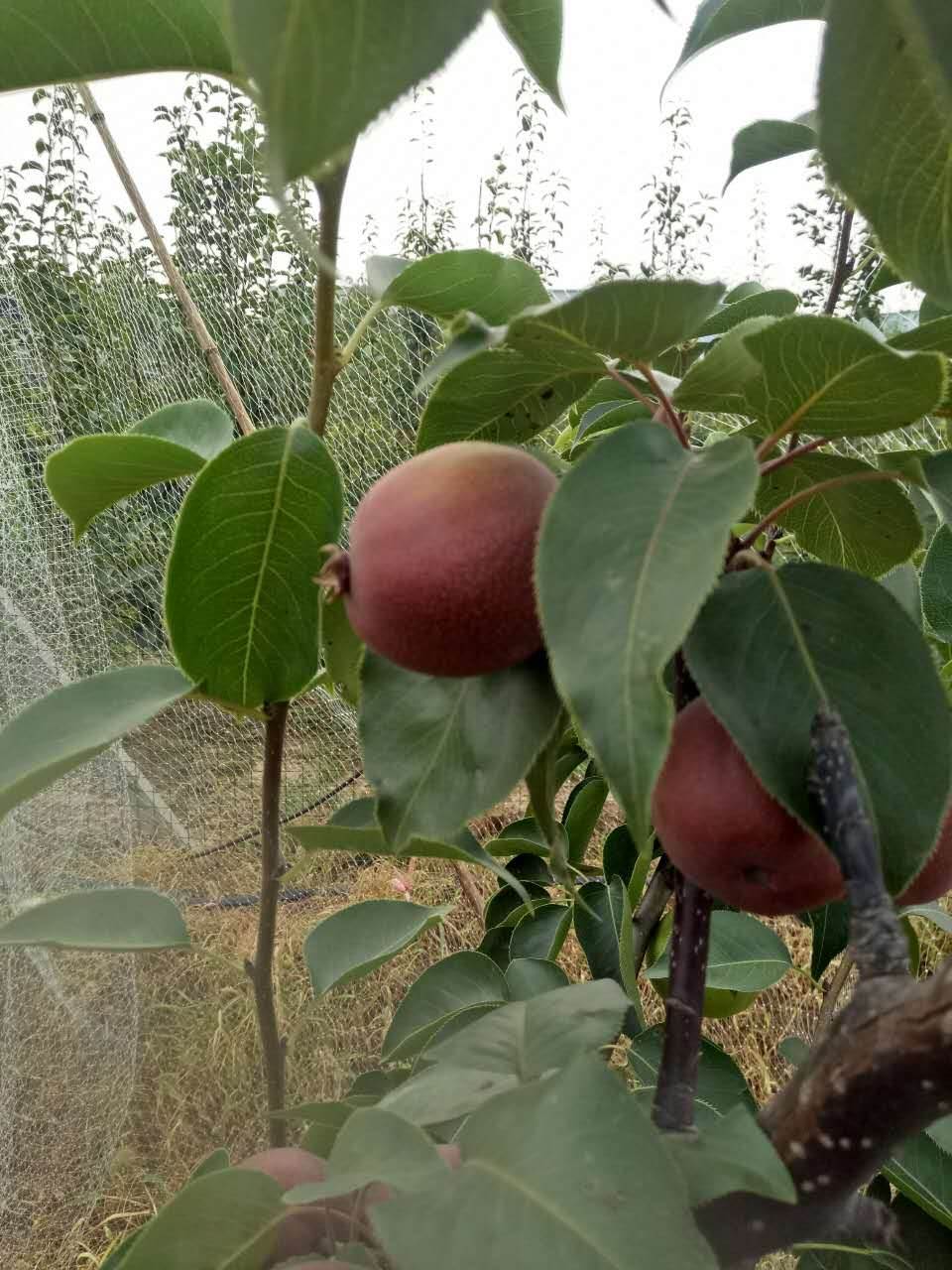 全红梨树苗欢迎来电