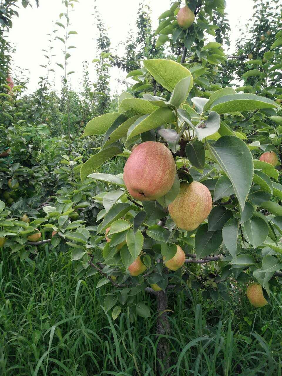 强化化梨树化生产是科学家综合各梨产区生产的先进,将技术进行有机