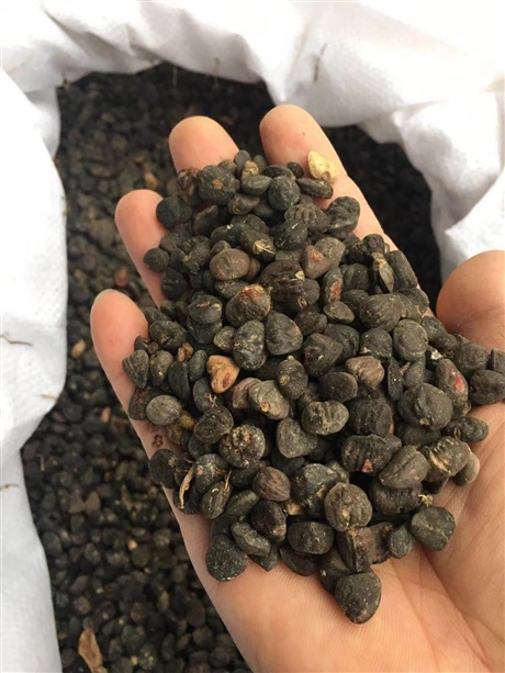 优质厚朴种子厚朴种子当年新种子价格厚朴种子批发