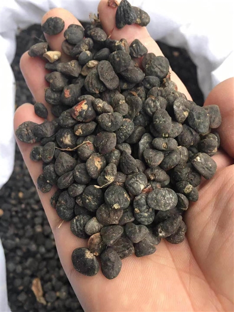 供应优质木荷种子当年新采种子产地批发价格