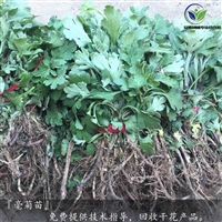 药用菊花苗苗怎么种