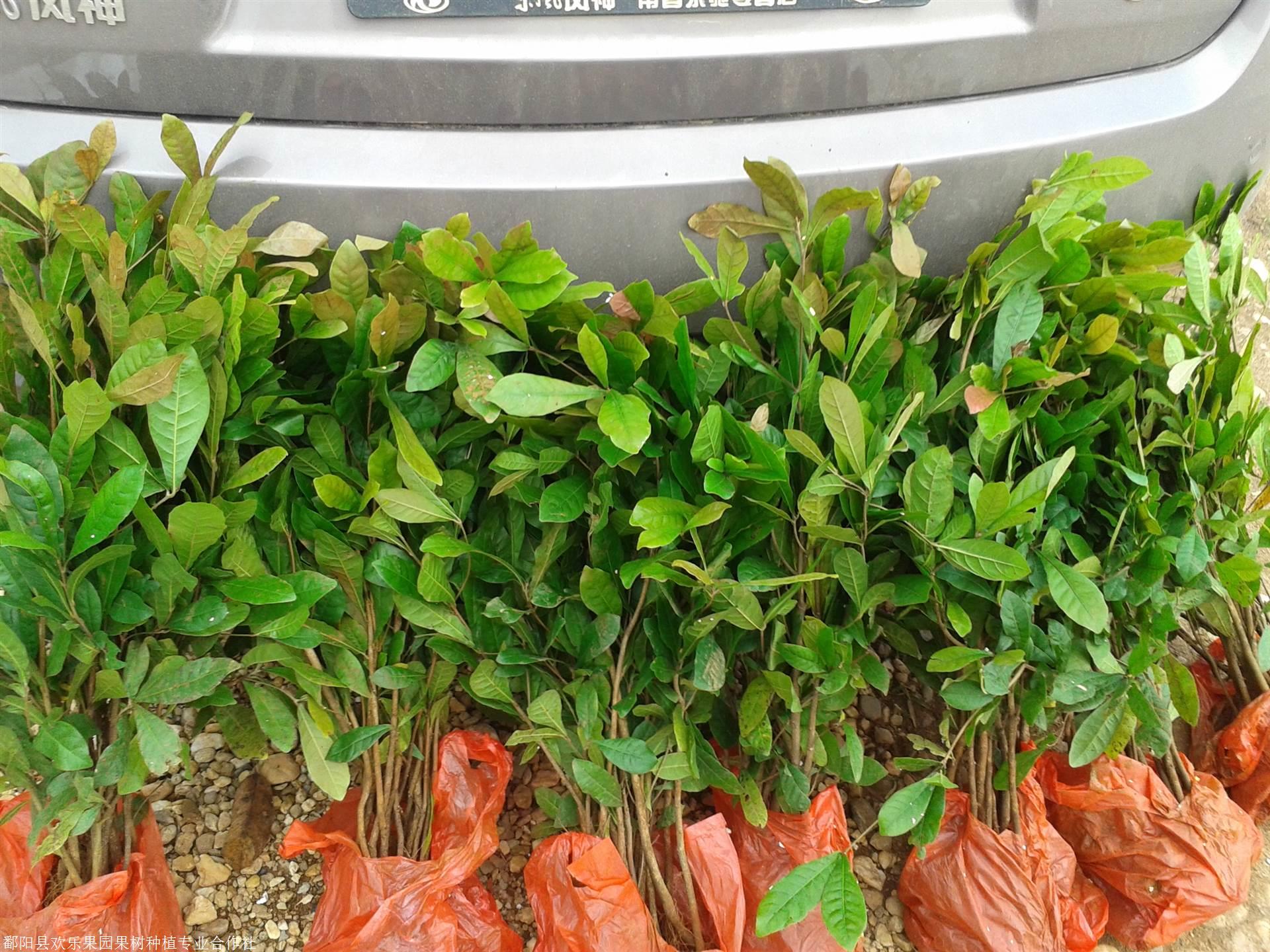 神秘果通用性变味觉果实神秘果苗供应