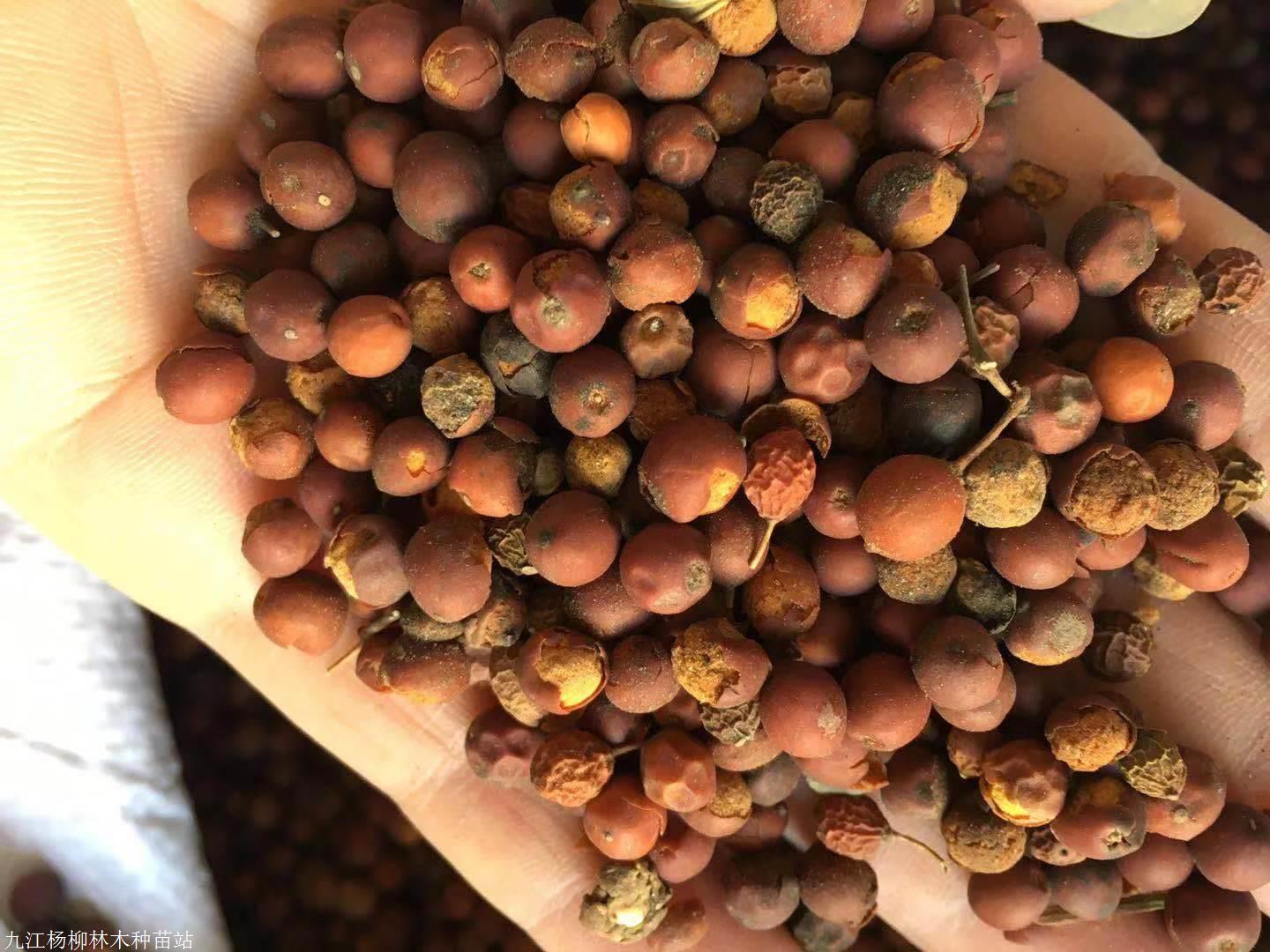 供应优质青钱柳种子 沙藏种子价格 金钱柳种子 产地批发