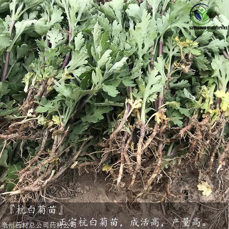 杭白菊什么样的好杭白菊苗什么样