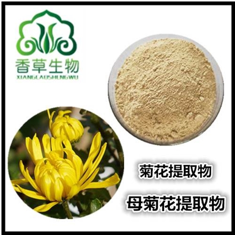 菊花提取物芹菜素98% 菊花提取液  菊花速溶粉