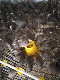 脱温珍珠鸡苗 价格 多少钱一只 成年下蛋珍珠鸡多少钱