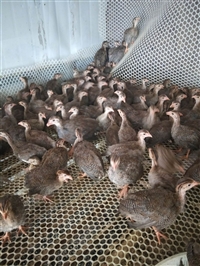 珍珠鸡多少钱 成年珍珠鸡