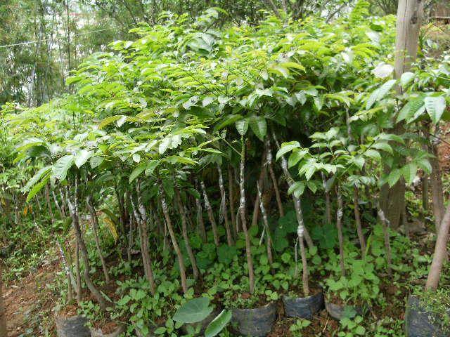 基地供应黑揽苗乌榄树苗