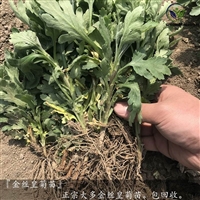 到哪里批发金丝皇菊苗