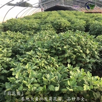 婺源皇菊苗的种植方法