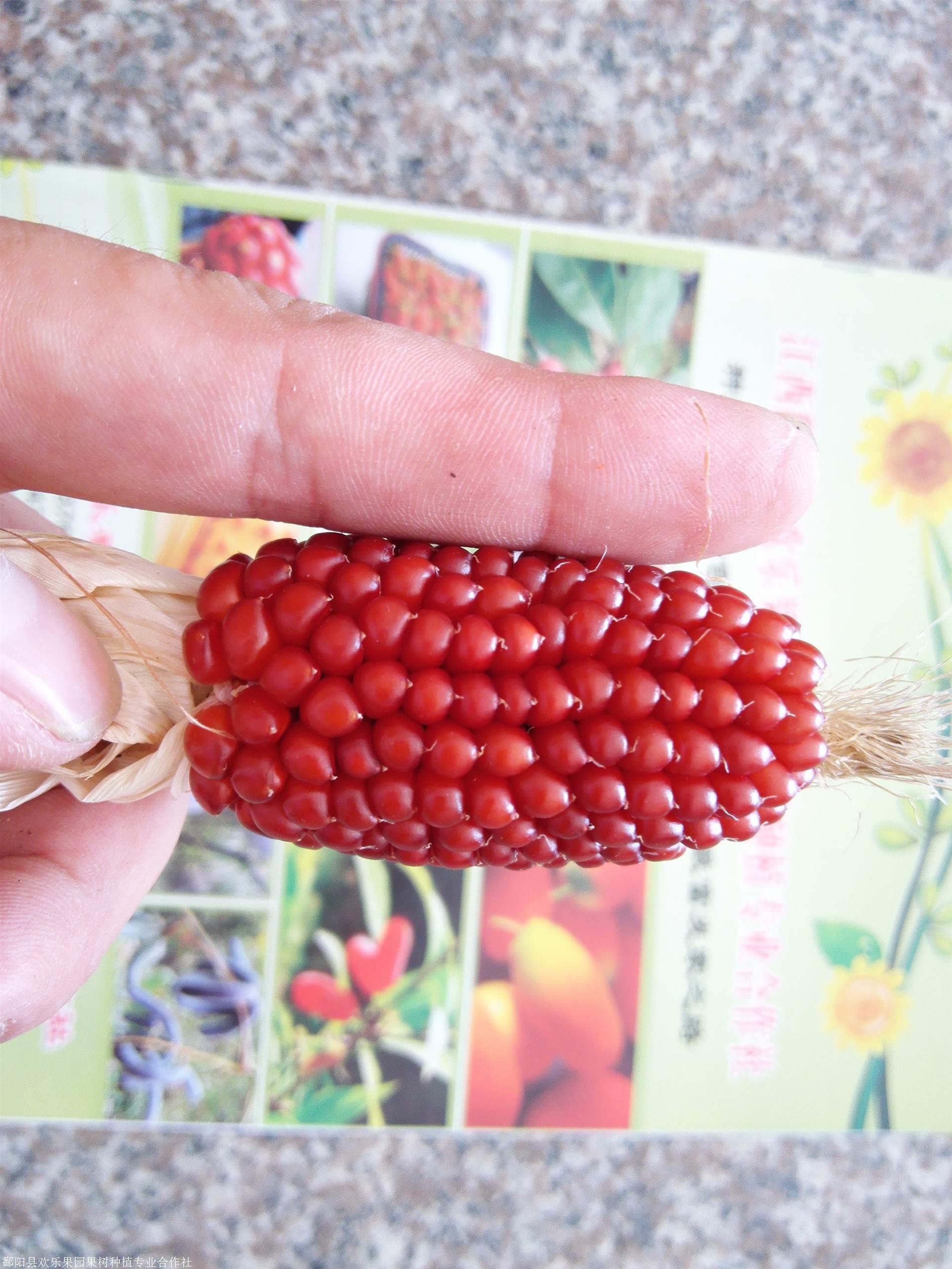 蔬菜水果种子可爱好玩水果草莓玉米文玩玉米种子批发