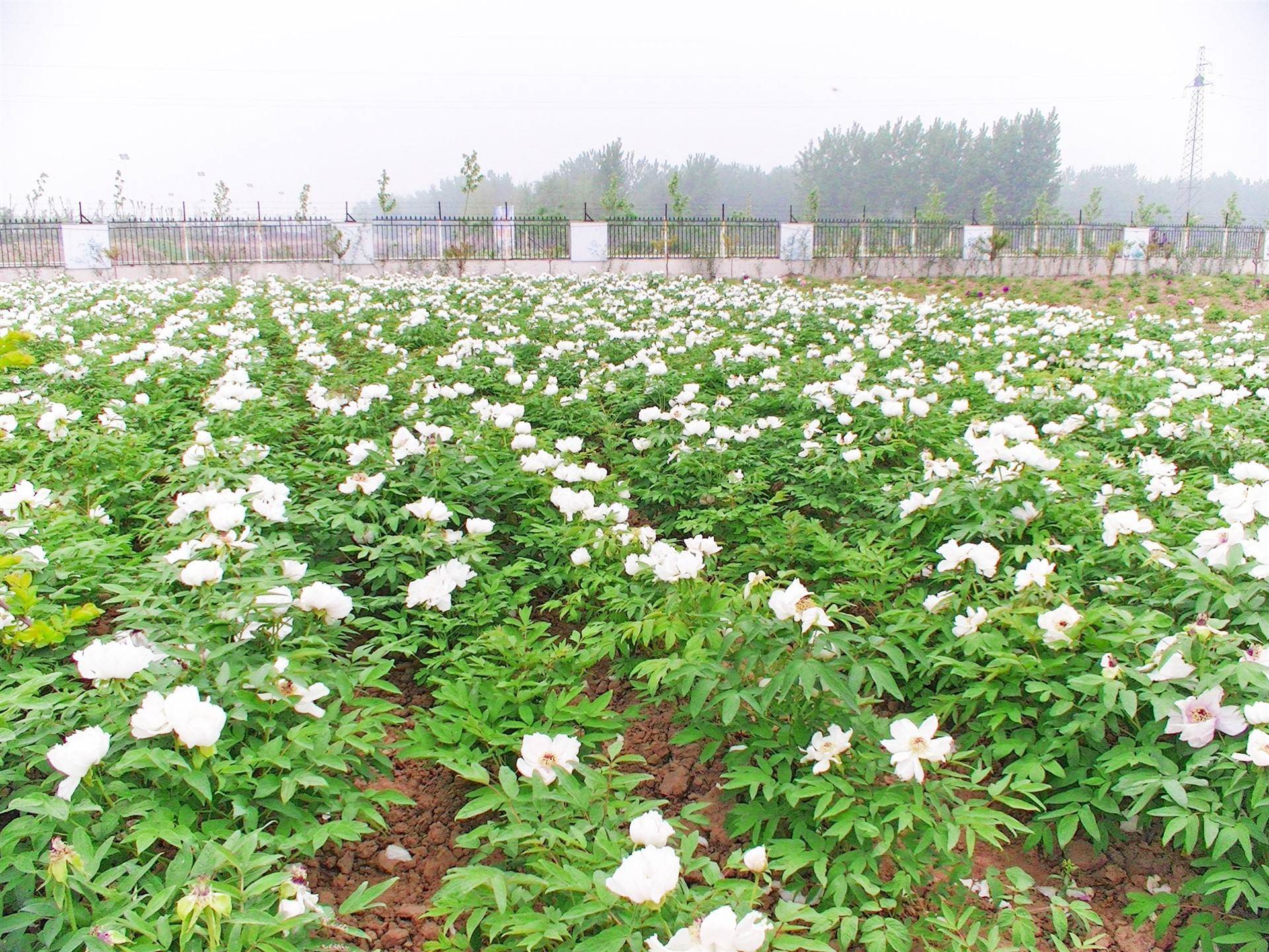 油牡丹苗基地牡丹苗种植