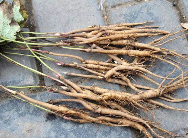 求购芍药小苗芍药种植基地