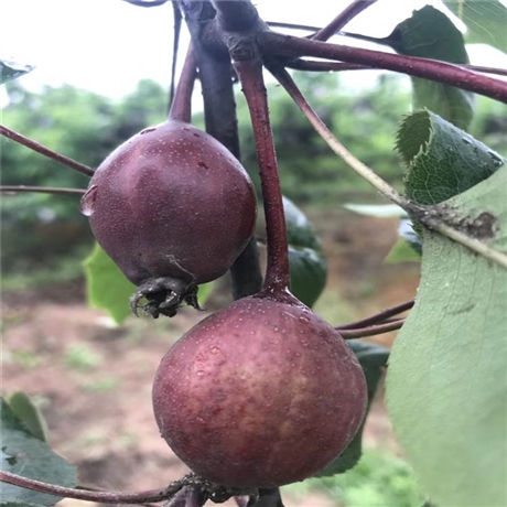 红香酥梨树苗几年结果 嫁接梨树