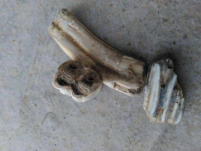 产品展厅 >华豫之门的鉴定费是多少 恐龙牙化石    恐龙蛋化石