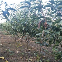 山东梨树苗品种  山东梨树苗基地