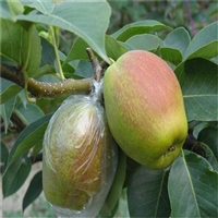 泰安新梨7号梨树苗介绍